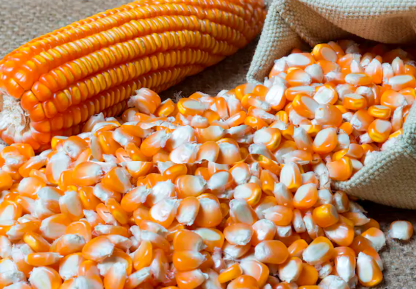 Maize Price in Pakistan