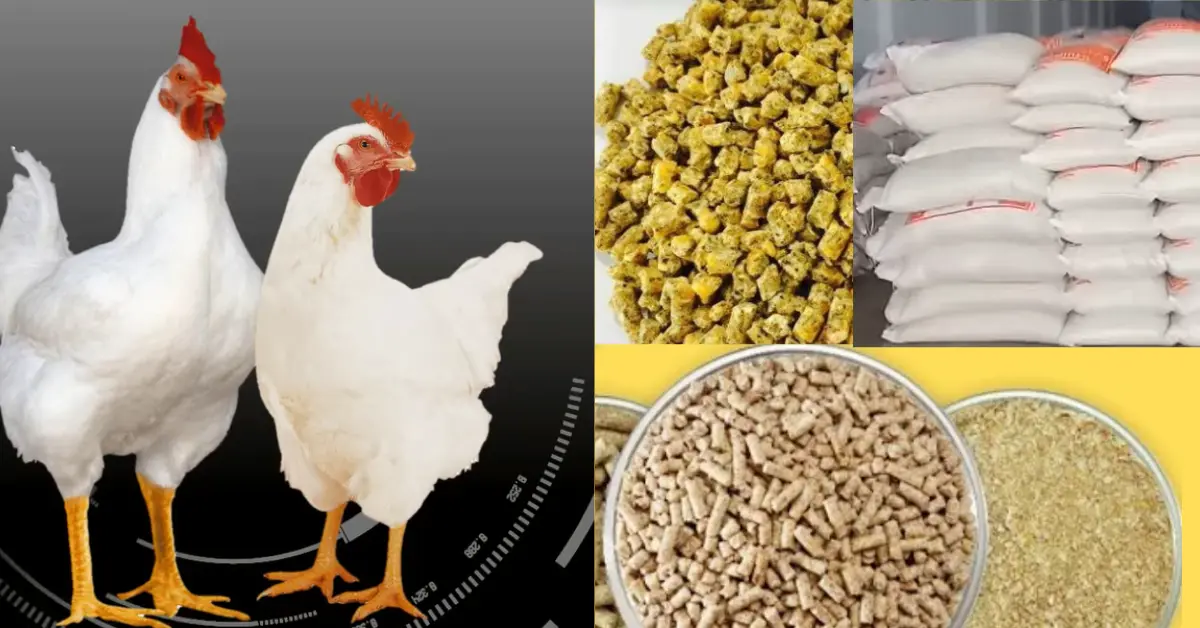 Poultry Feed Price in Pakistan